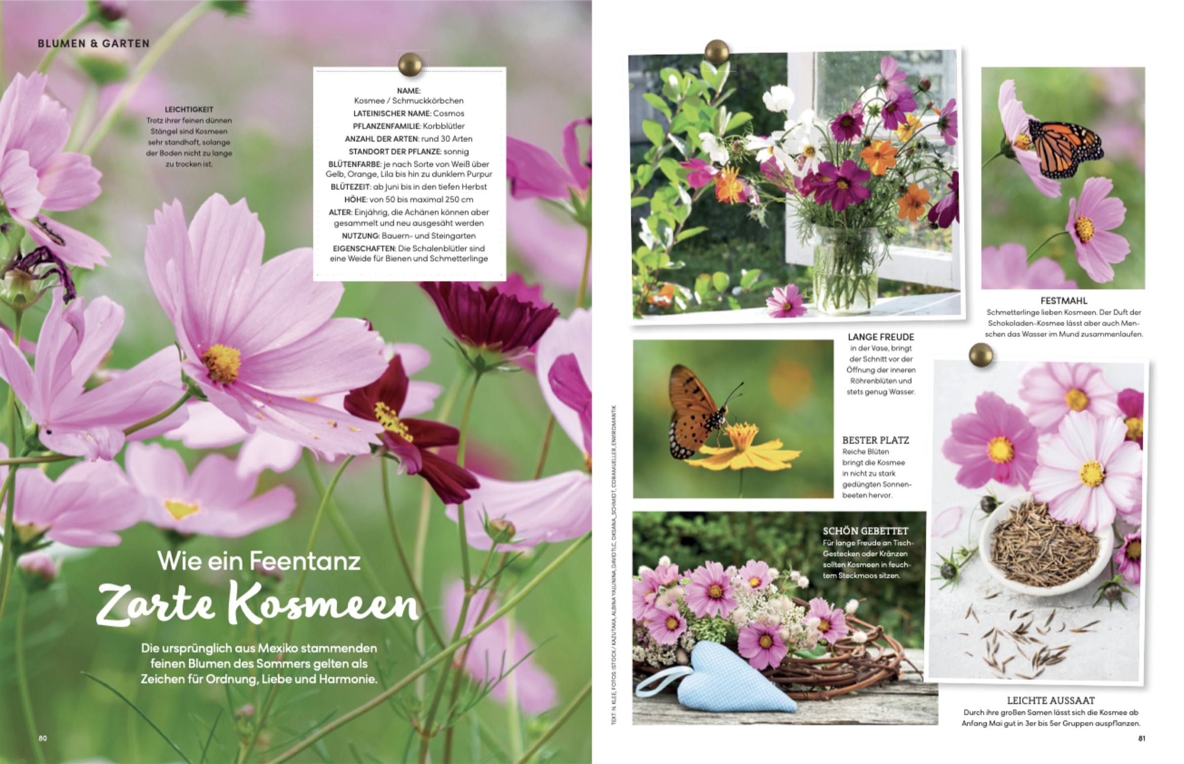 Heft-Doppelseite: Blumen & Garten — Zarte Kosmeen